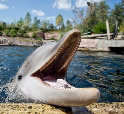 Jednodenní Norimberk s návštěvou místní ZOO a delfinária + delfíní show