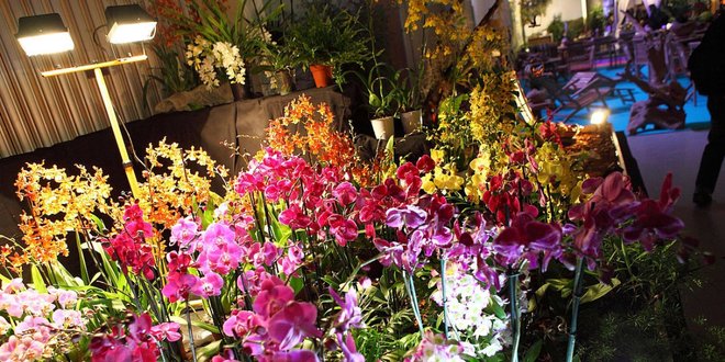 Výstava Orchidejí v Drážďanech + návštěva centra města - Obrázek 2