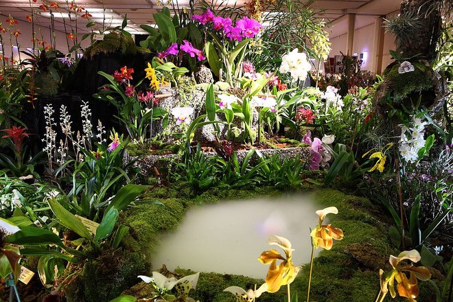 Výstava Orchidejí v Drážďanech + návštěva centra města - Obrázek 3