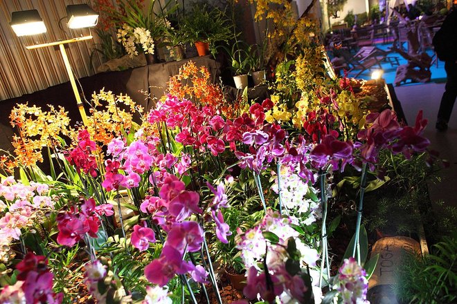 Výstava Orchidejí v Drážďanech + návštěva centra města - Obrázek 10