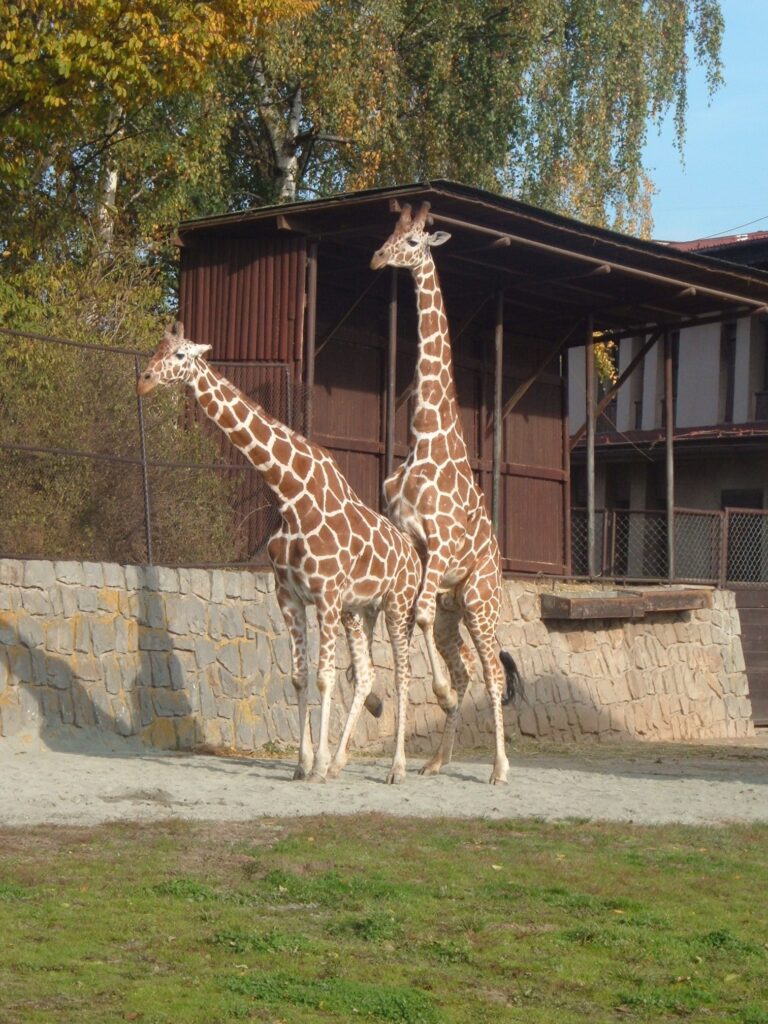 Safari Park Dvůr Králové