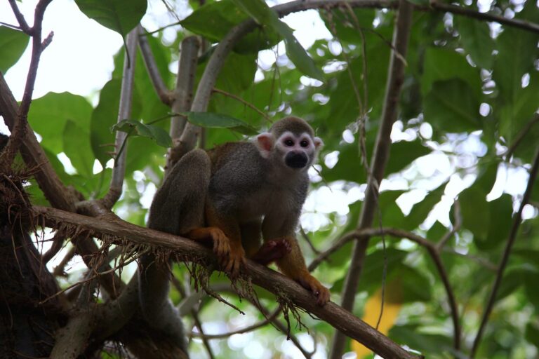 Lipsko – ZOO a Gondwanaland